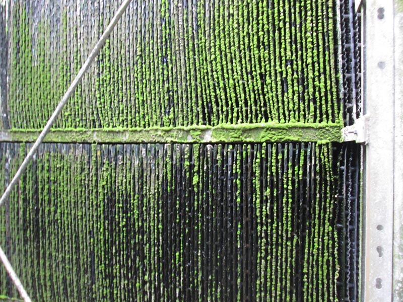 Rong rêu là mối nguy lớn trong tháp giải nhiệt, cooling tower