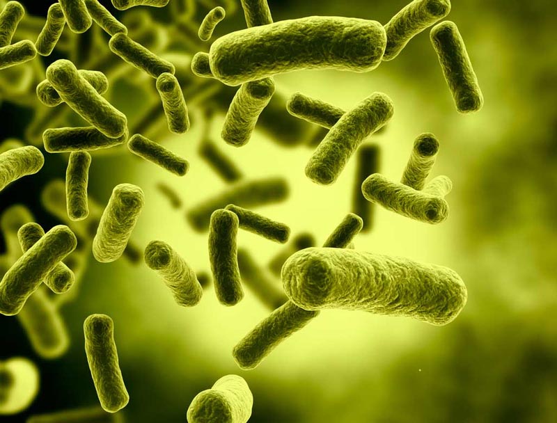 Vi khuẩn Legionella phát triển rất mạnh dưới lớp màng sinh học